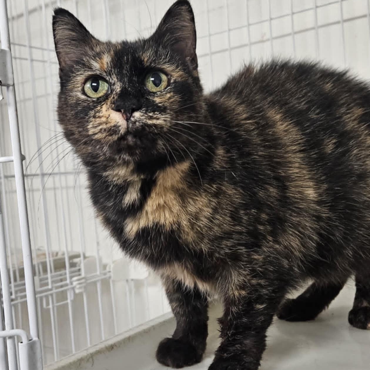 Marble, Adult Female unknown