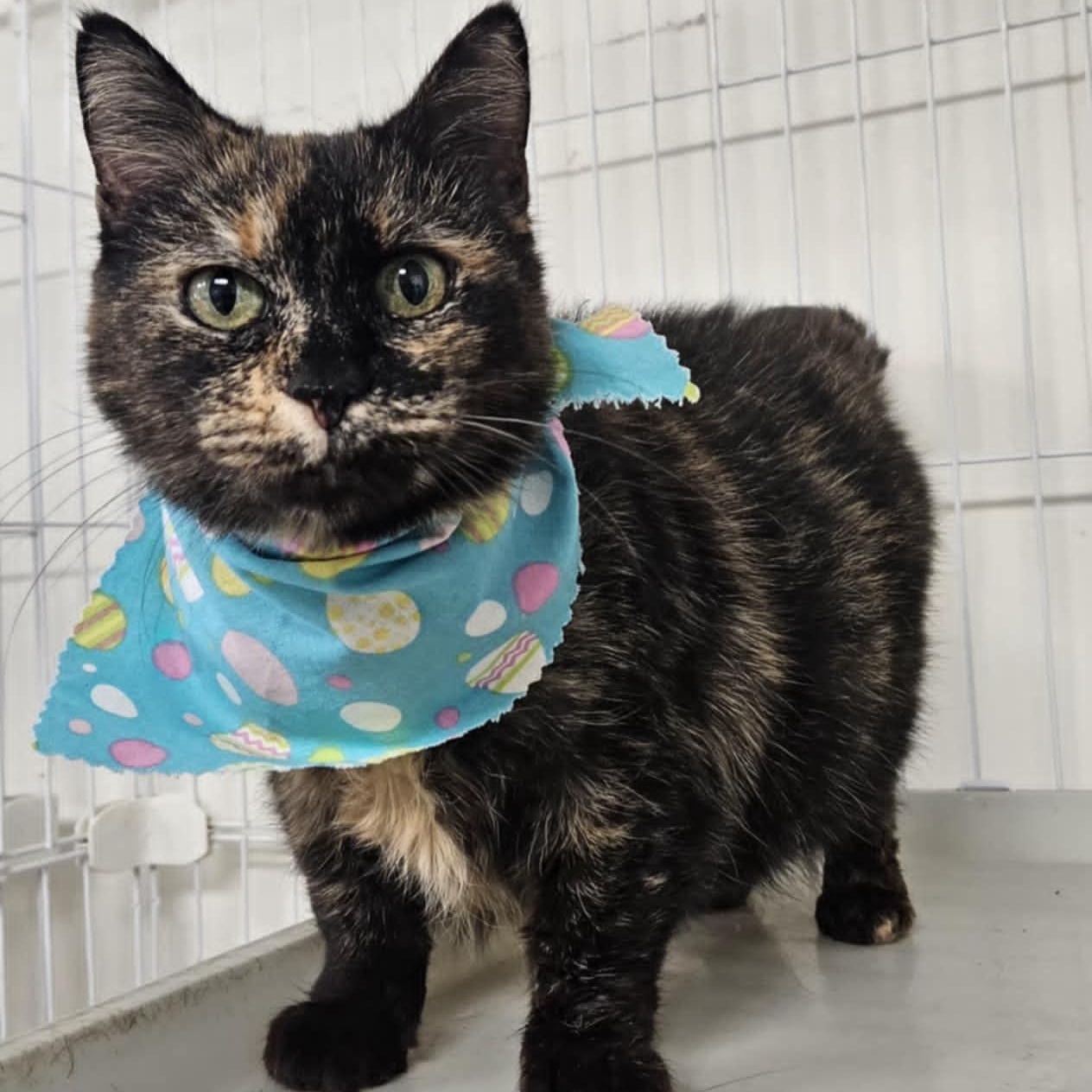 Marble, a Adoptable Domestic Short Hair in Wapakoneta, OH image 4/5