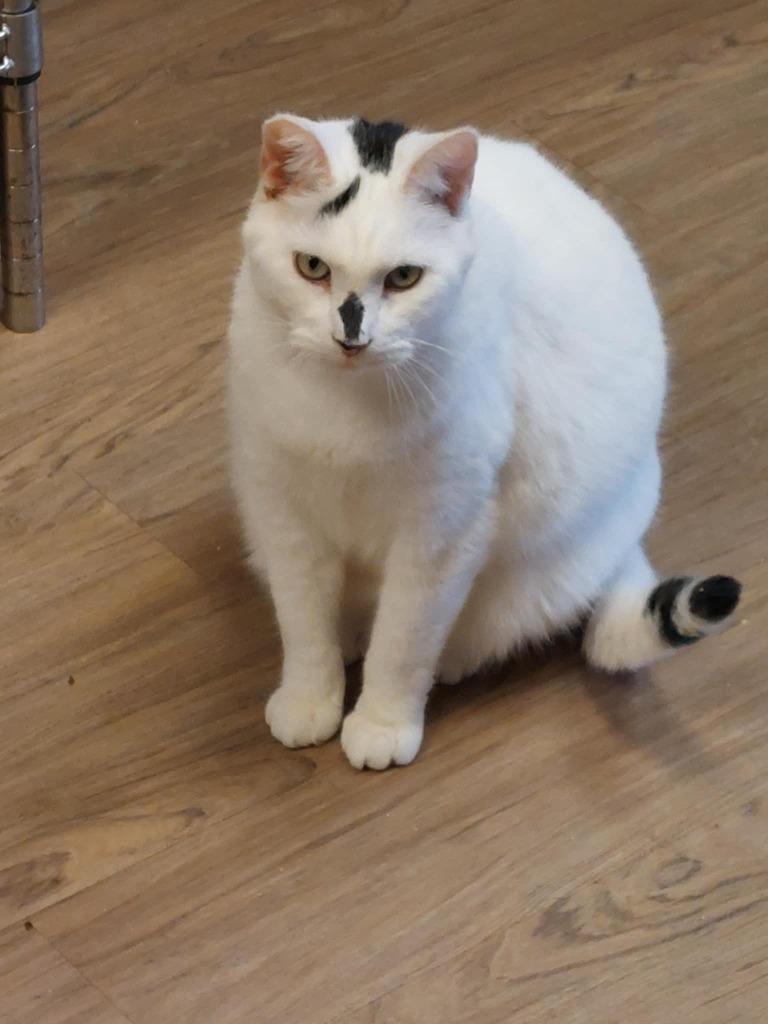 Chief, Adoptable, Adult Male Domestic Short Hair.