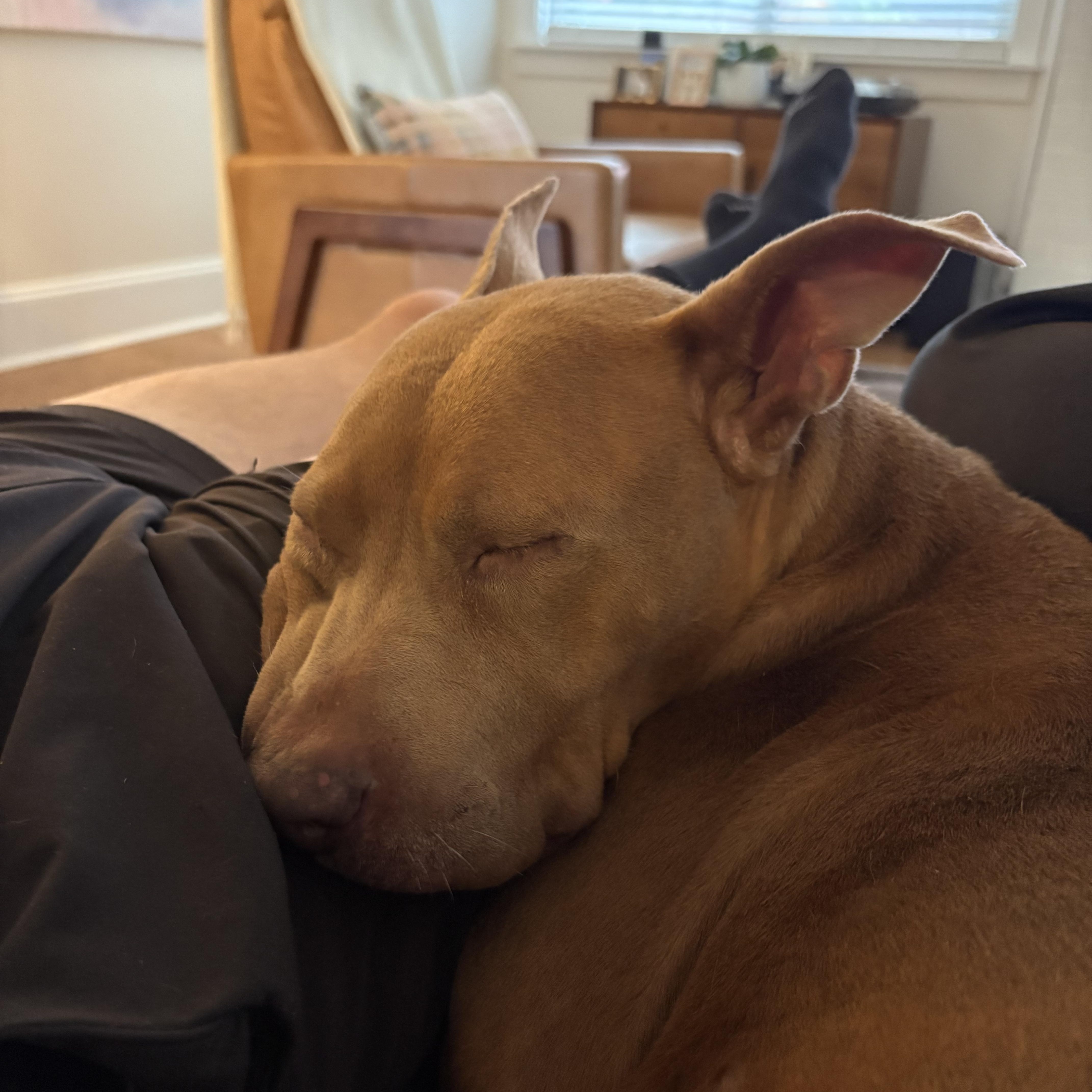 Enlarge Cocoa, a ADOPTABLE mixed breed in Rock Hill, SC image 4/5