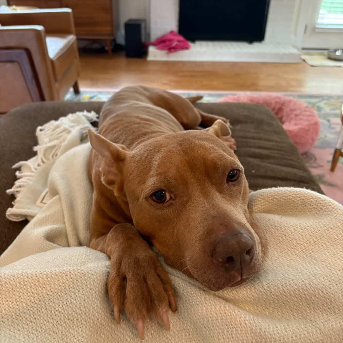 Cocoa, a ADOPTABLE mixed breed in Rock Hill, SC image 4/6