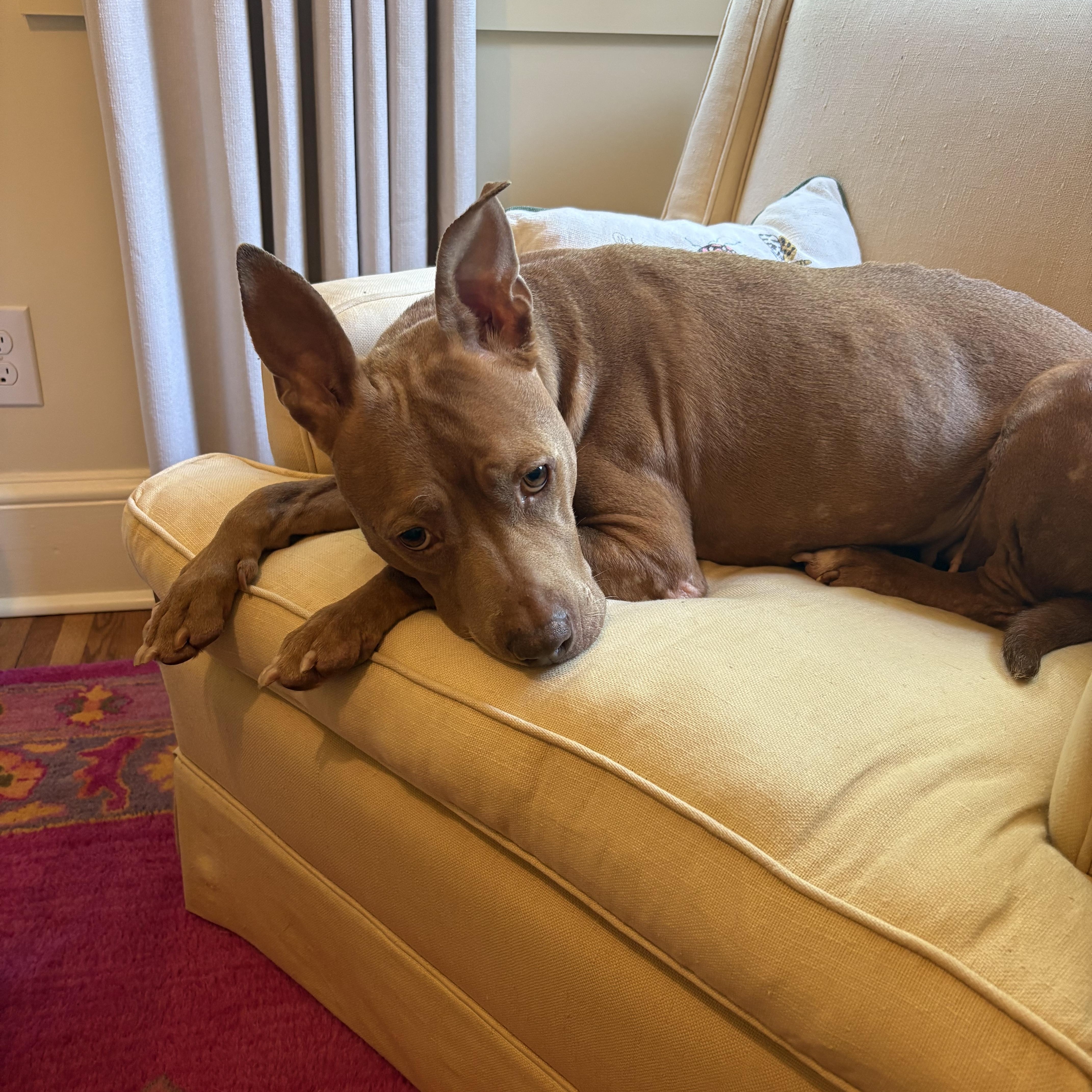 Enlarge Cocoa, a ADOPTABLE mixed breed in Rock Hill, SC image 3/5