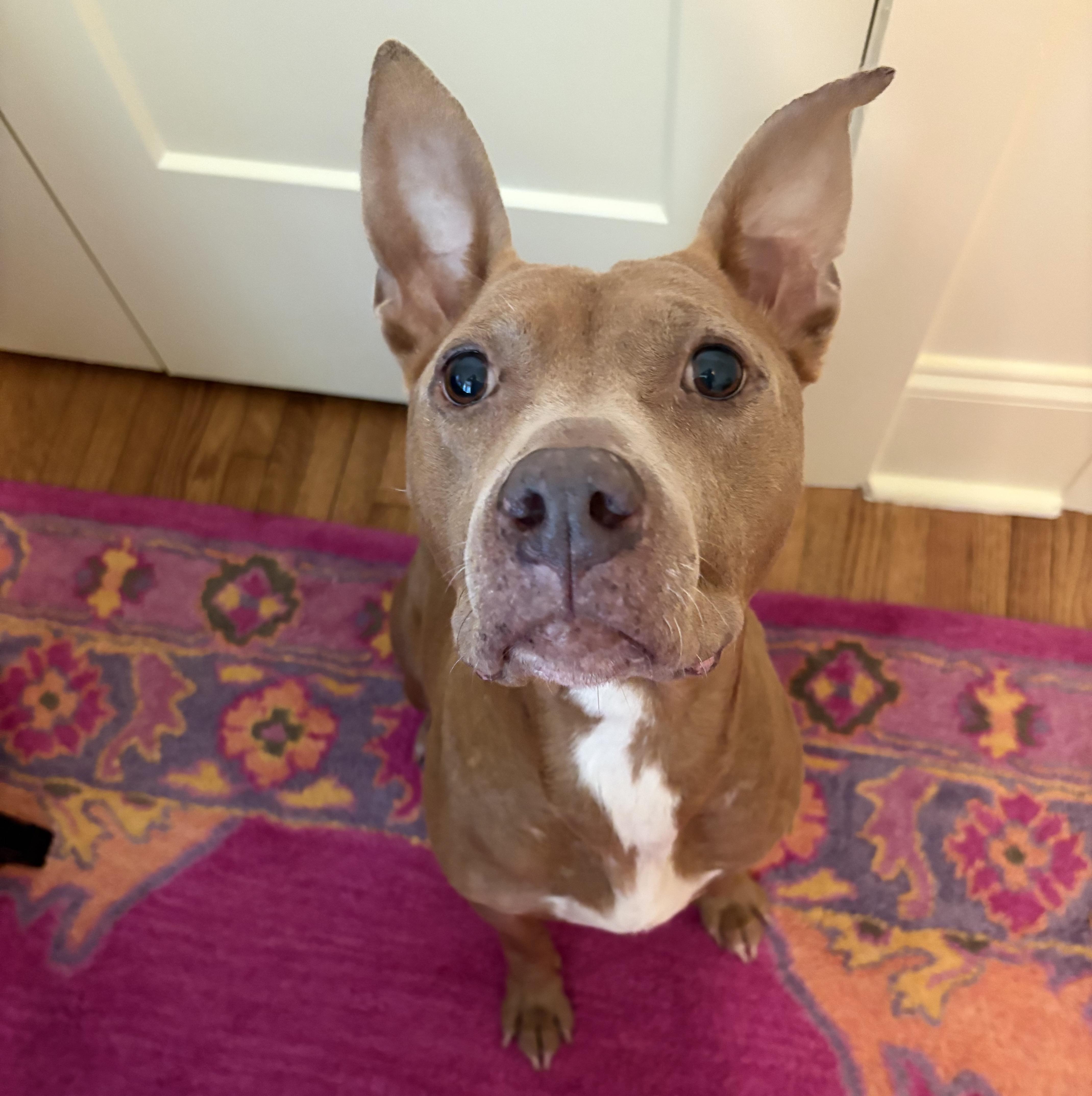 Cocoa, ADOPTABLE, Senior Female Pit Bull Terrier & Mixed Breed.