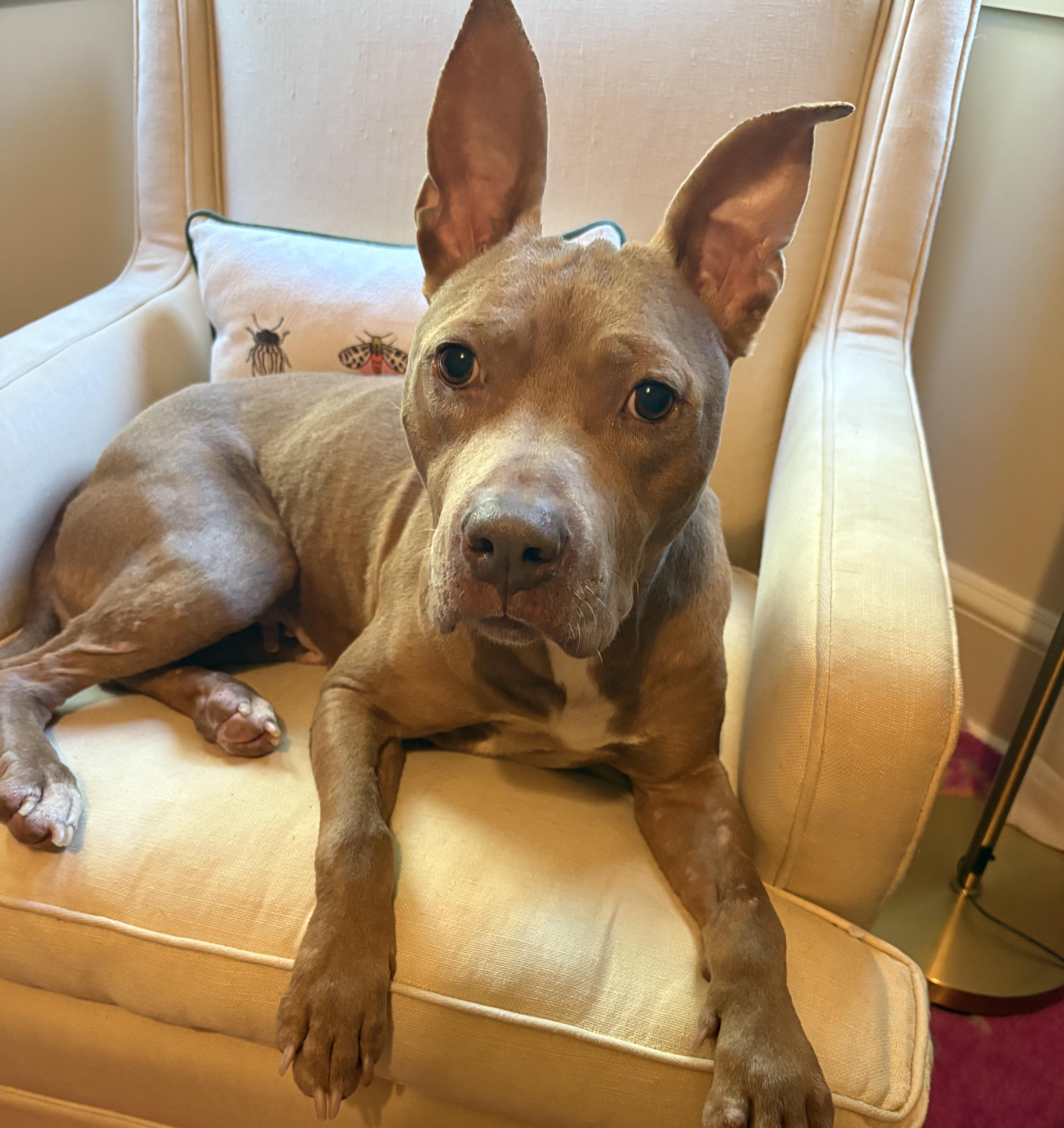 Enlarge Cocoa, a ADOPTABLE mixed breed in Rock Hill, SC image 2/5