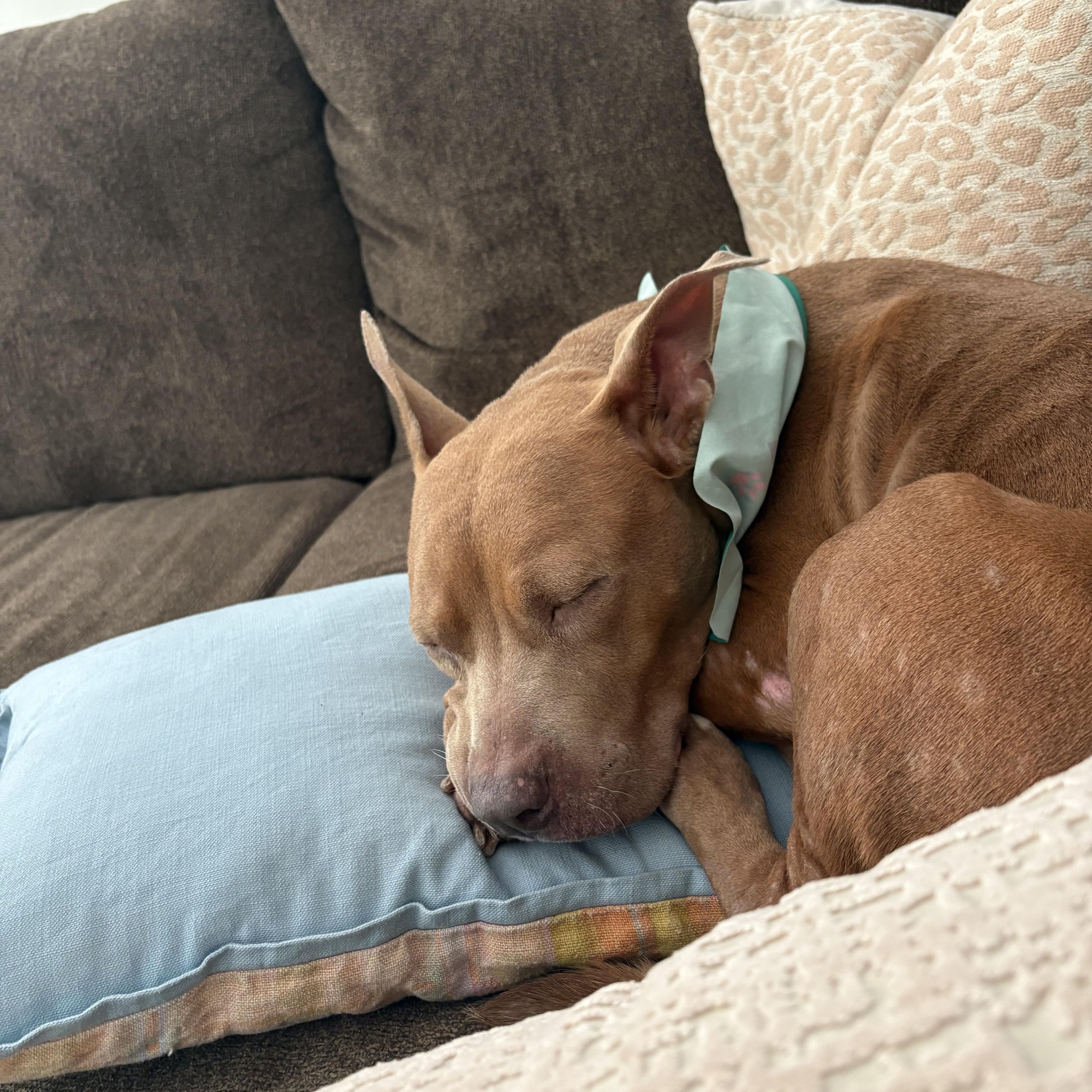 Enlarge Cocoa, a ADOPTABLE mixed breed in Rock Hill, SC image 5/5