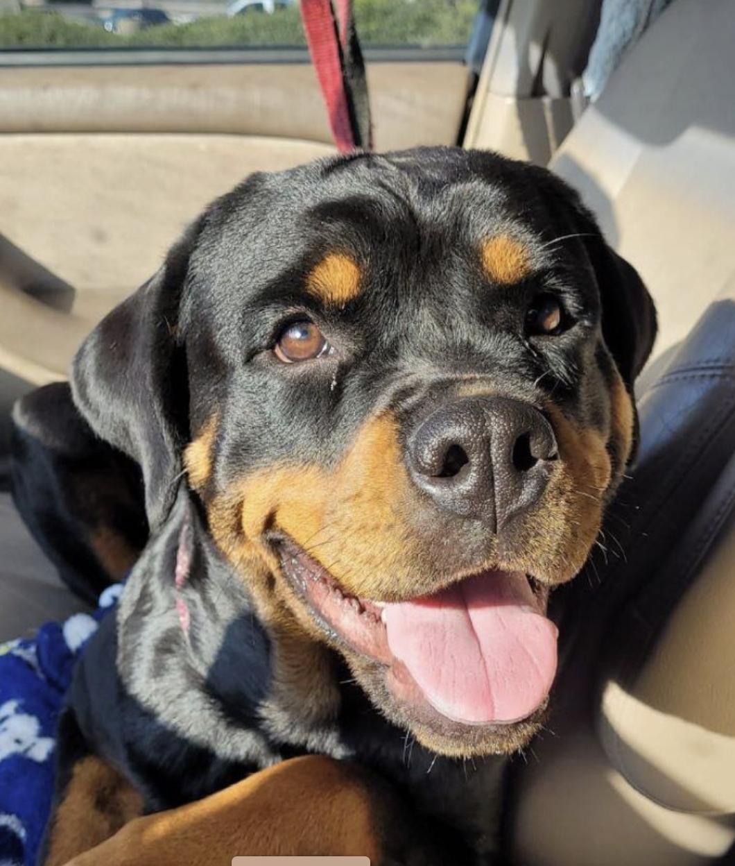 Maddie a.k.a. Madison, a Adoptable Rottweiler in Polk, OH image 1/4