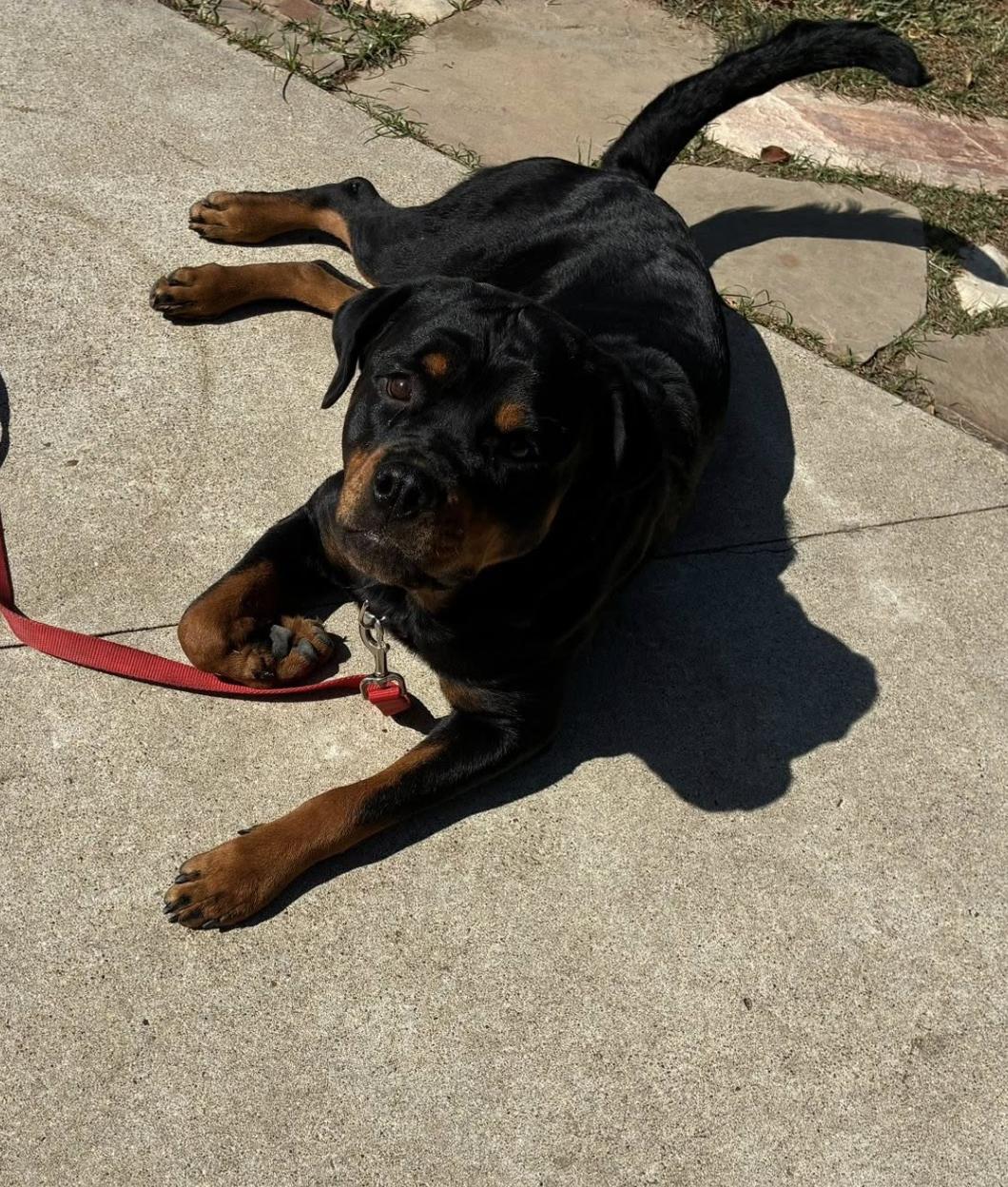 Maddie a.k.a. Madison, a Adoptable Rottweiler in Polk, OH image 2/4