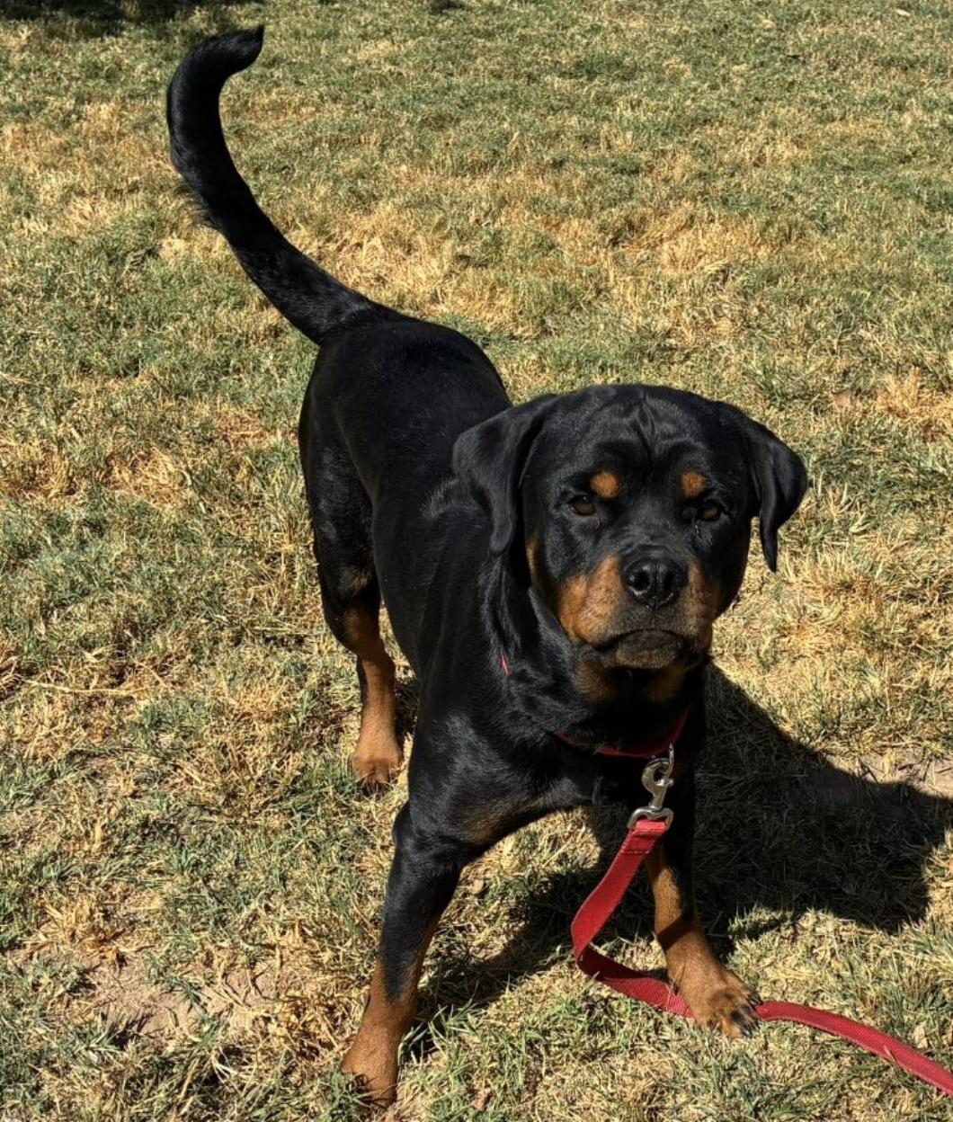 Maddie a.k.a. Madison, a Adoptable Rottweiler in Polk, OH image 3/4