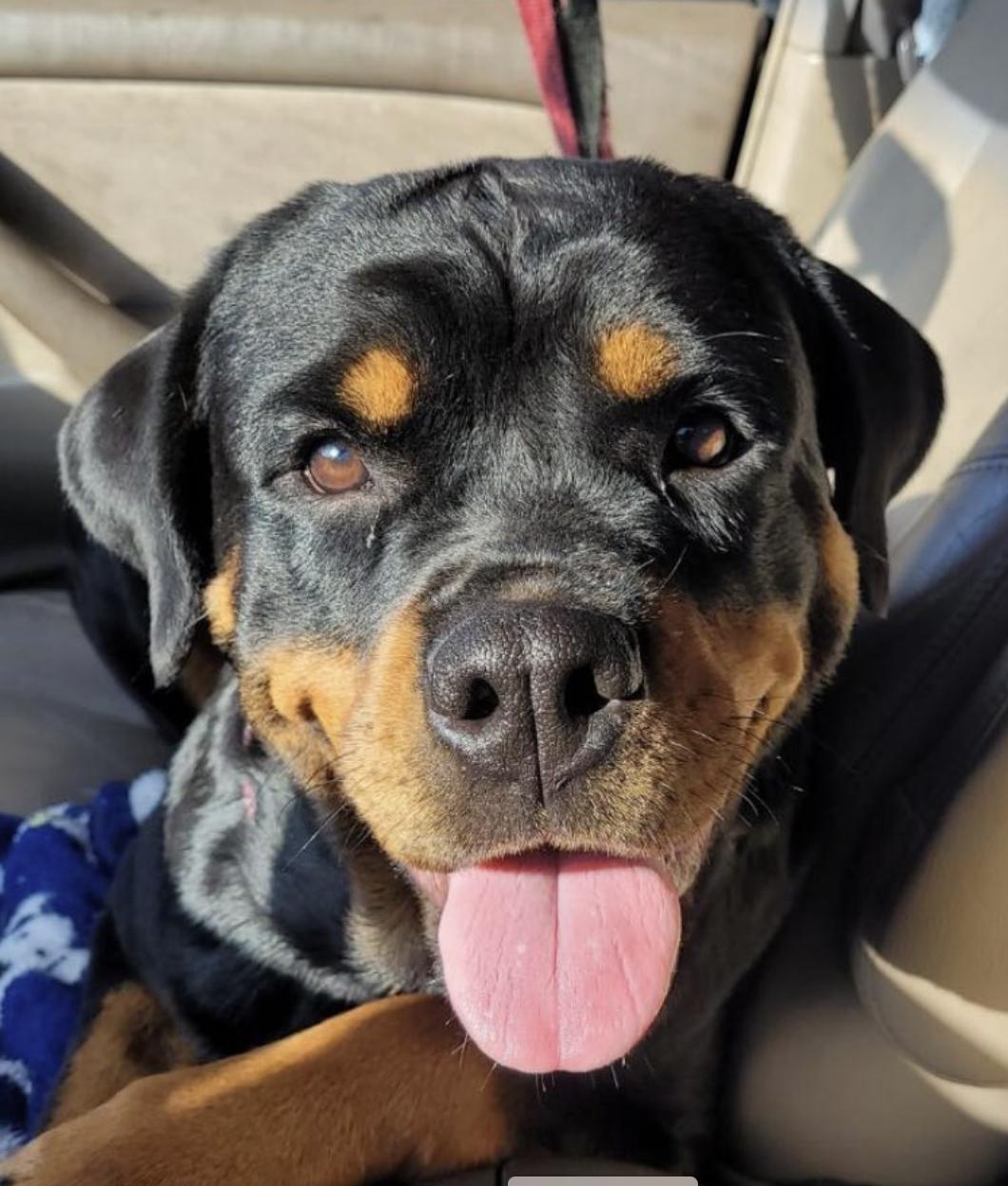 Maddie a.k.a. Madison, a Adoptable Rottweiler in Polk, OH image 4/4
