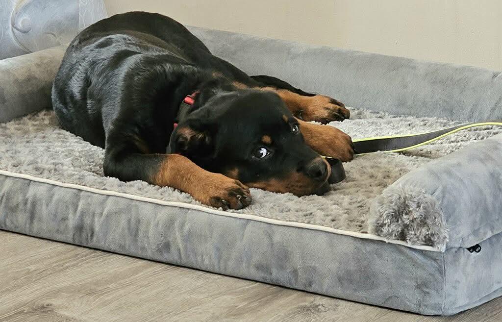Enlarge Remi, a ADOPTABLE Rottweiler in Jackson , NJ image 4/5