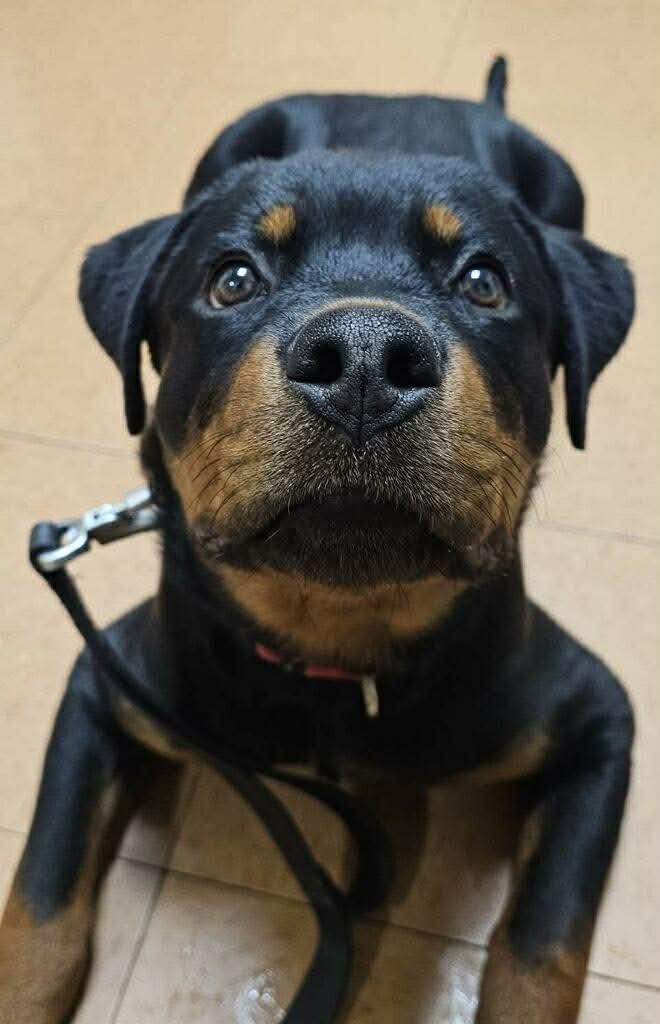 Enlarge Remi, a ADOPTABLE Rottweiler in Jackson , NJ image 3/5