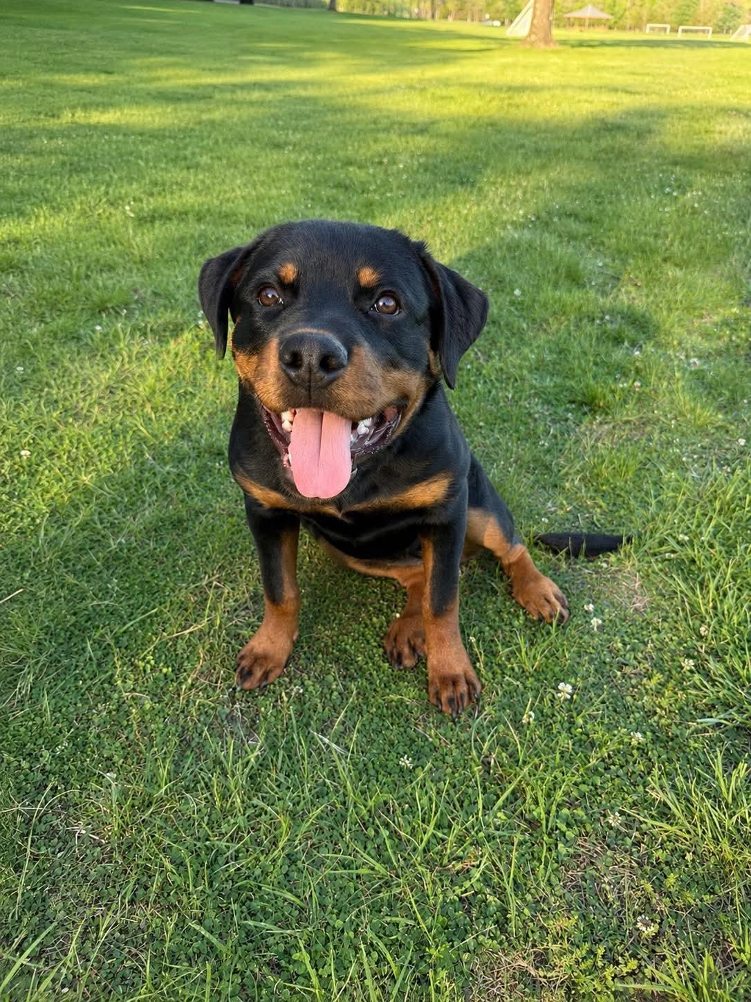 Enlarge Remi, a ADOPTABLE Rottweiler in Jackson , NJ image 1/5