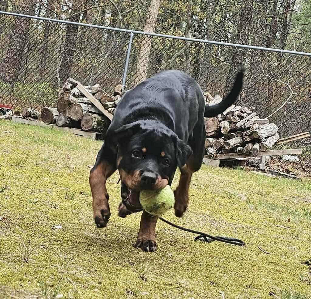 Enlarge Remi, a ADOPTABLE Rottweiler in Jackson , NJ image 5/5