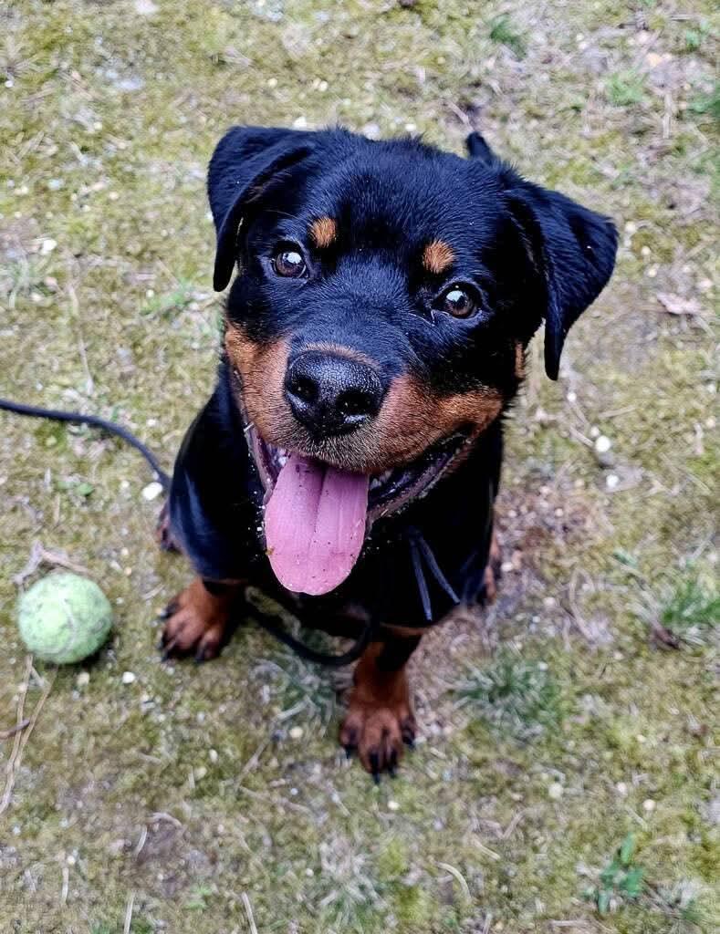 Enlarge Remi, a ADOPTABLE Rottweiler in Jackson , NJ image 2/5