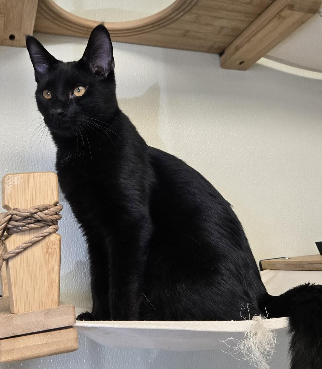 Leo, adopted, Adult Male Domestic Short Hair.