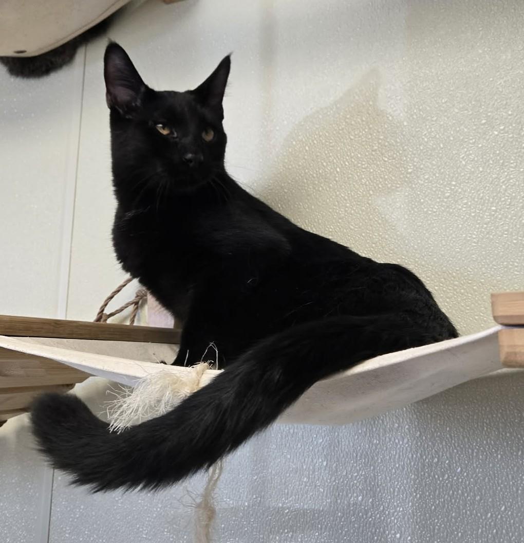 Enlarge Leo, an adopted Domestic Short Hair in Larned, KS image 4/4