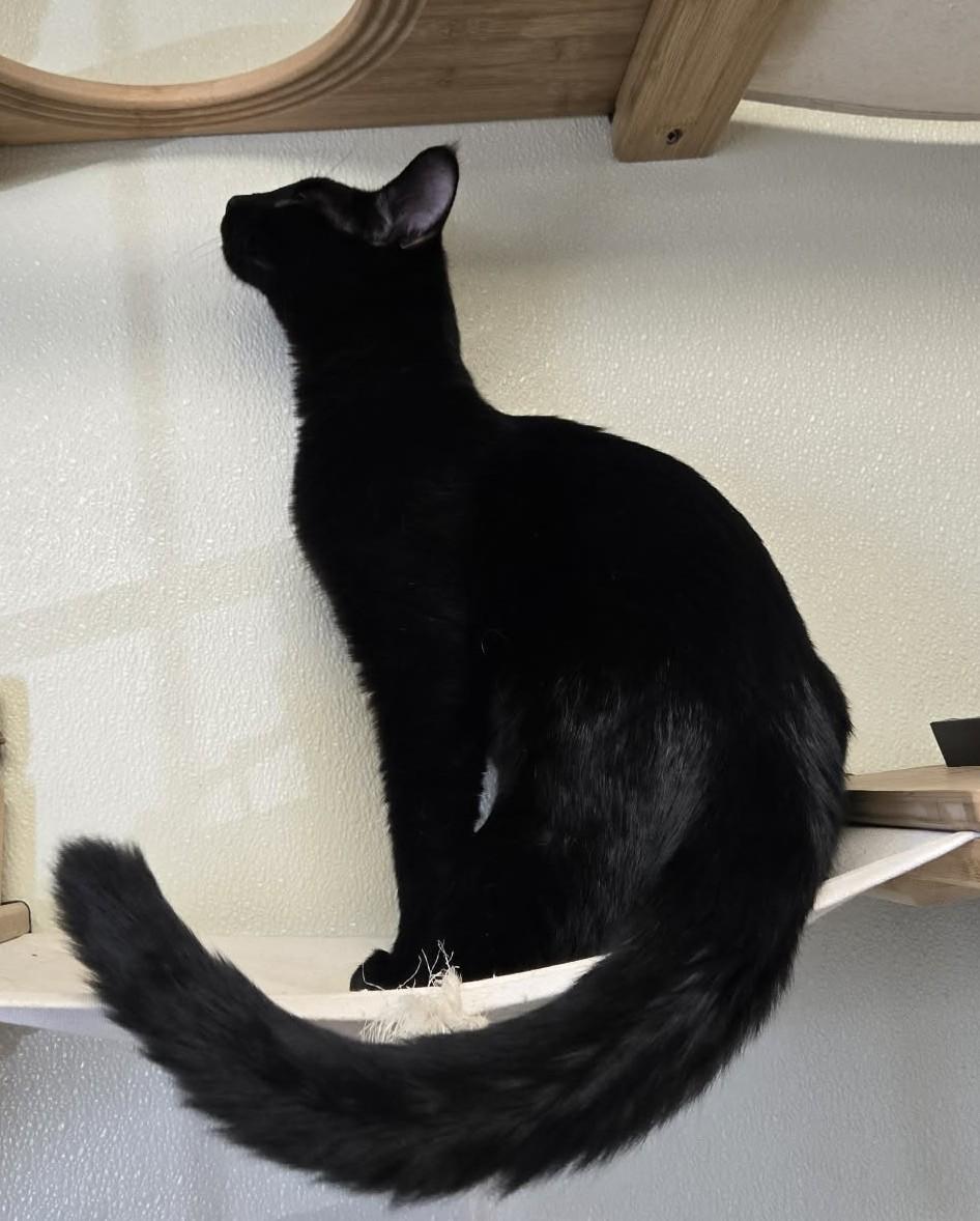 Enlarge Leo, an adopted Domestic Short Hair in Larned, KS image 2/4