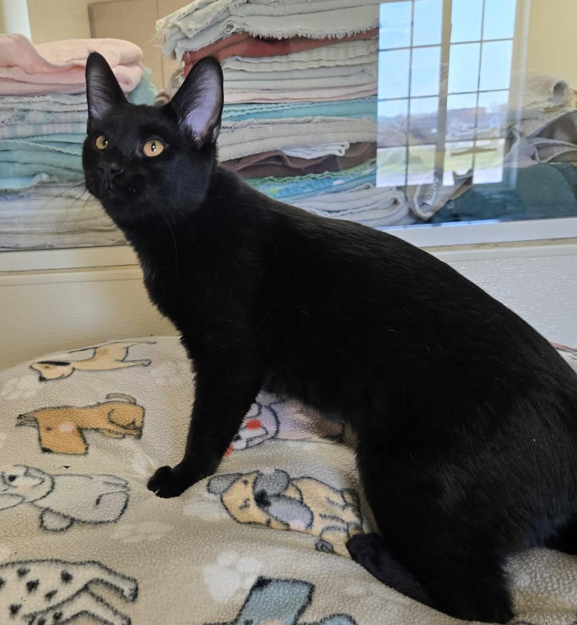 Enlarge Leo, an adopted Domestic Short Hair in Larned, KS image 3/4