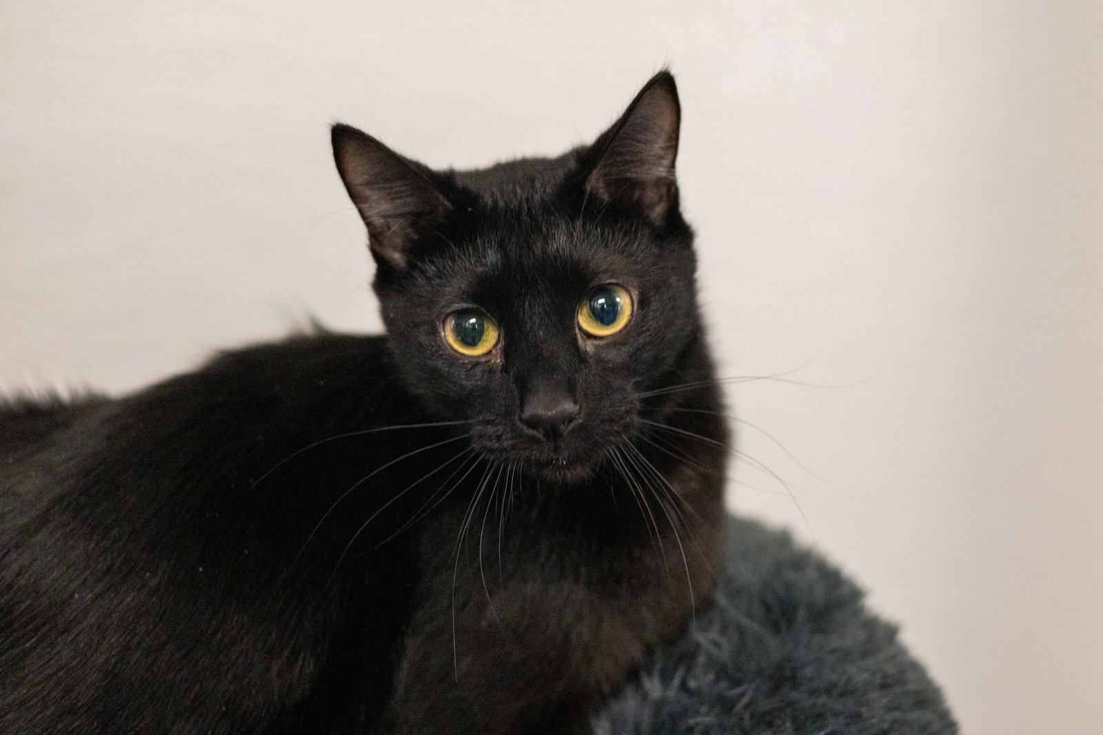 Bernard, Adoptable, Adult Male Domestic Short Hair.