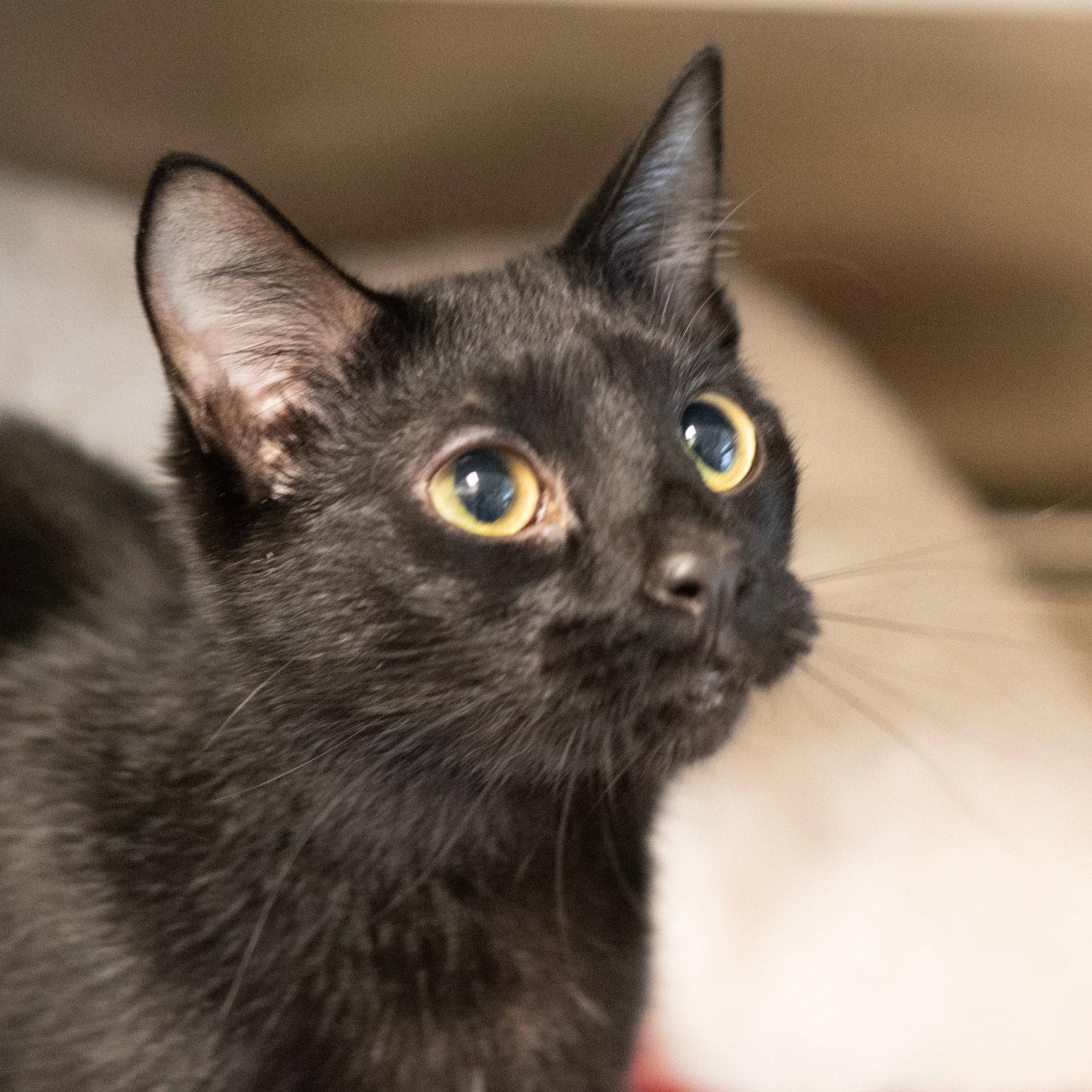 Enlarge Bernard, a Adoptable Domestic Short Hair in Hilton Head Island, SC image 2/3