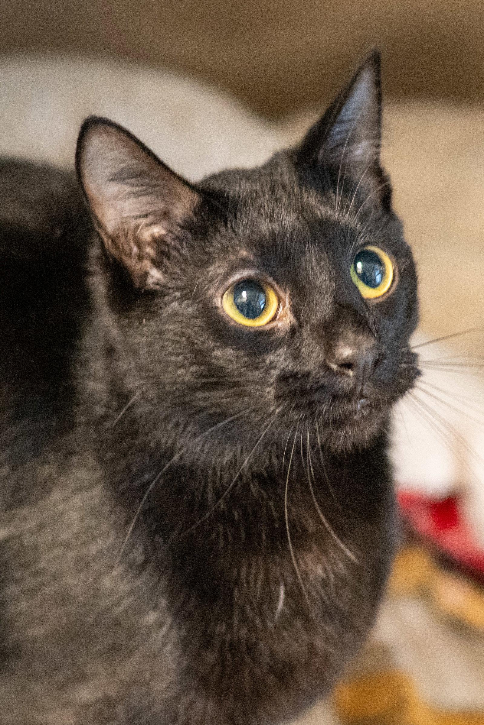 Enlarge Bernard, a Adoptable Domestic Short Hair in Hilton Head Island, SC image 3/3