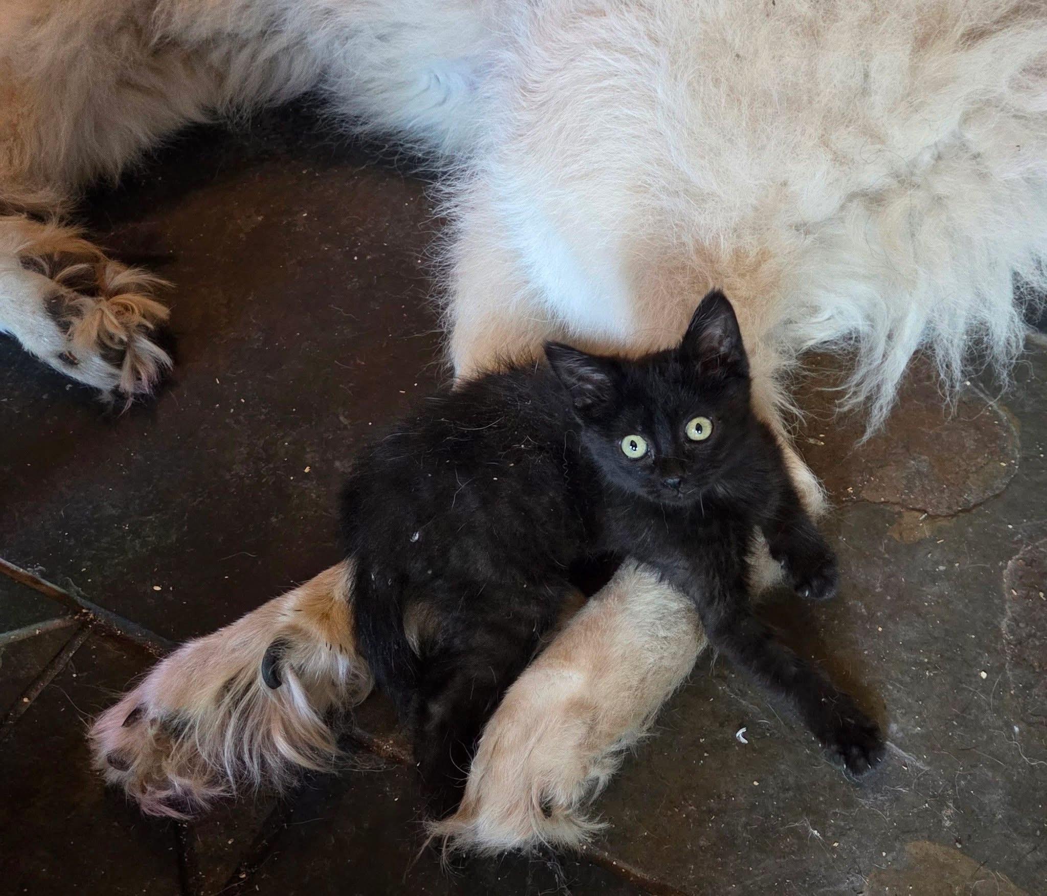 Merida, a ADOPTABLE Domestic Short Hair in Manhattan, KS image 2/6