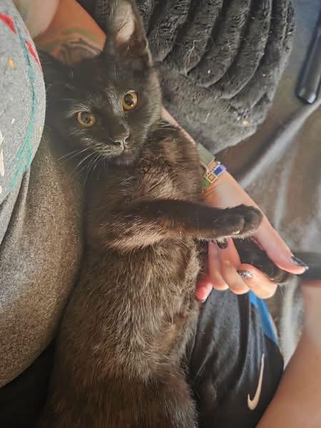 Merida, ADOPTABLE, Kitten Female Domestic Short Hair.