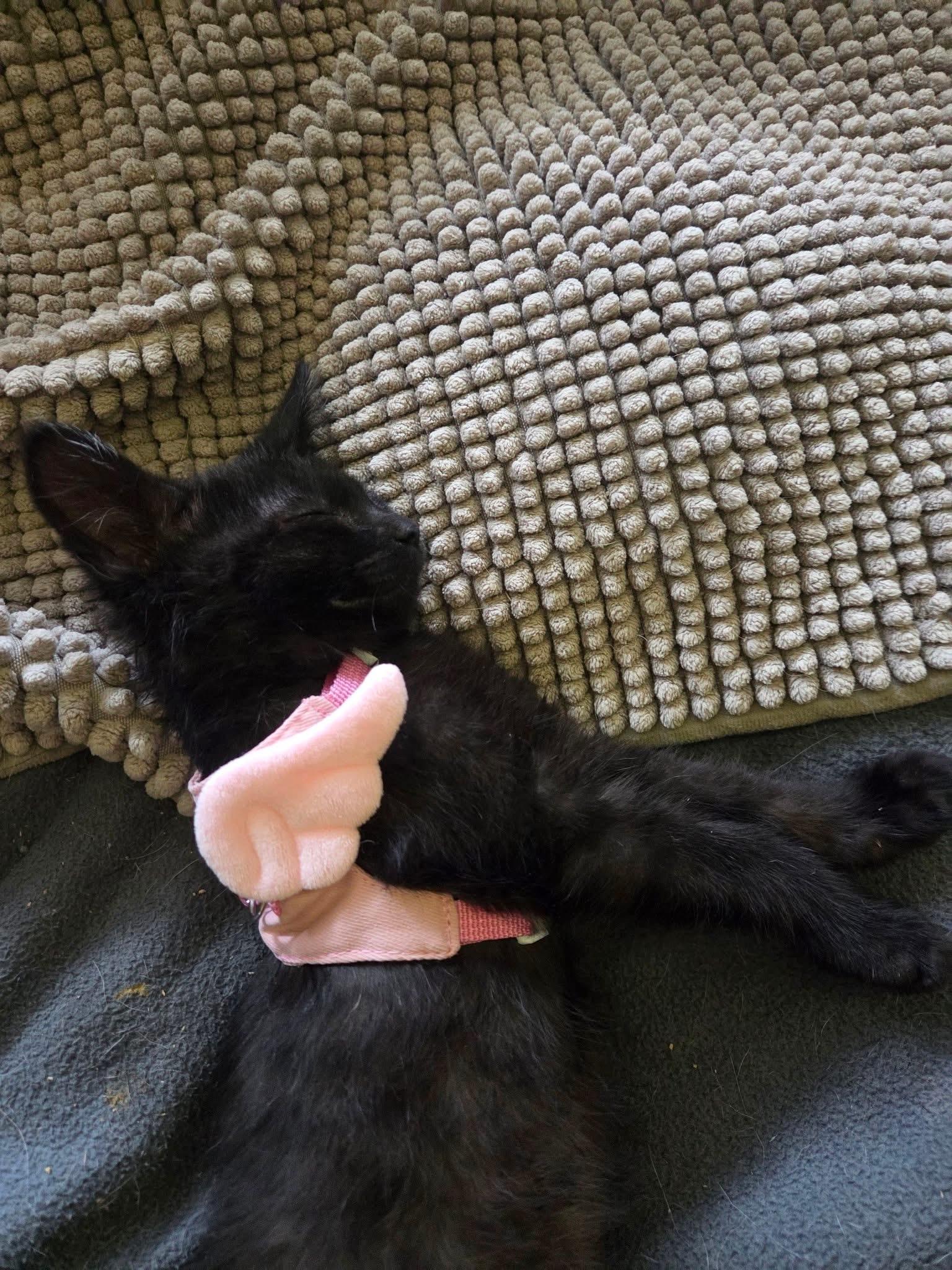 Merida, a ADOPTABLE Domestic Short Hair in Manhattan, KS image 6/6