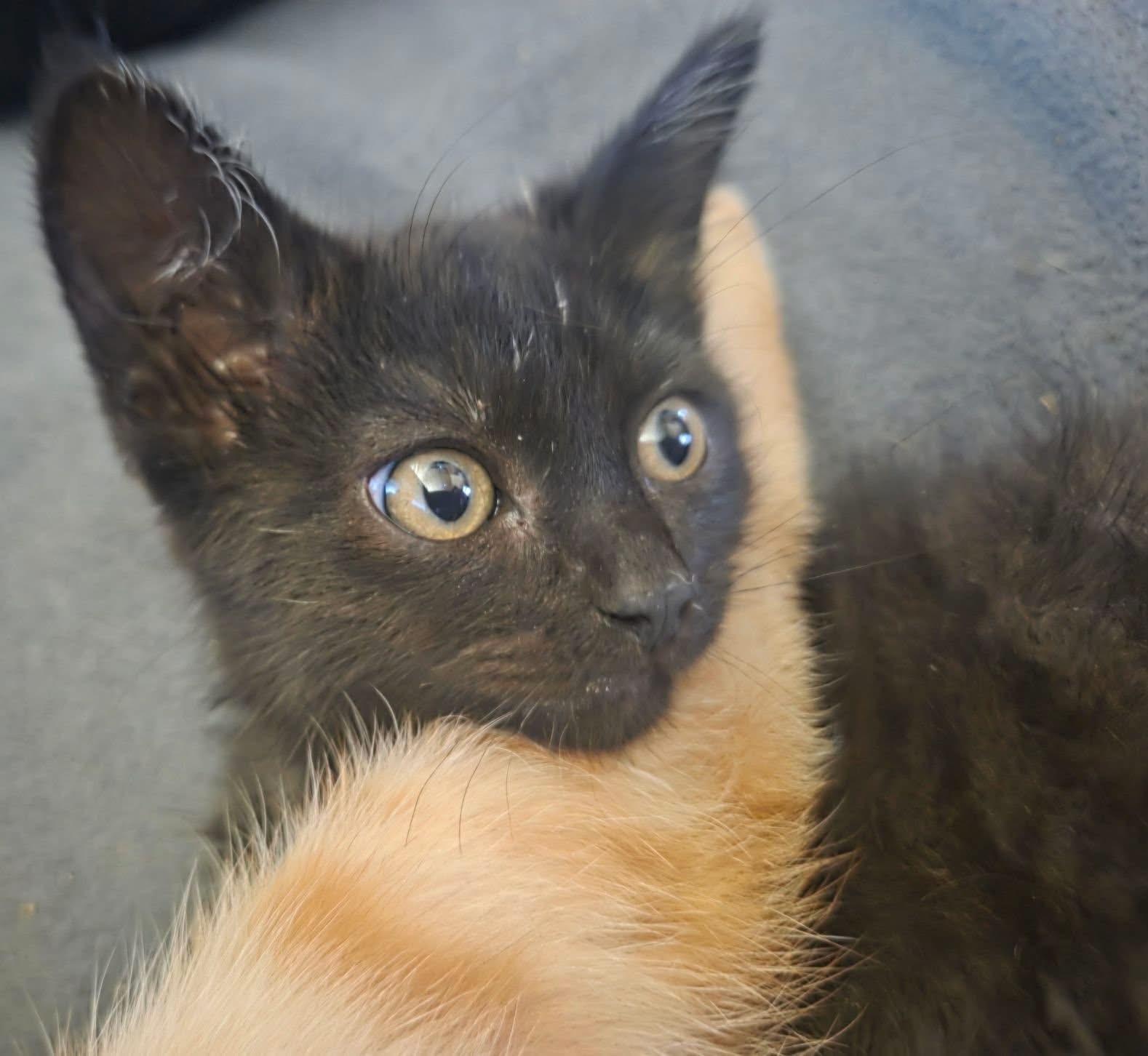 Merida, a ADOPTABLE Domestic Short Hair in Manhattan, KS image 5/6
