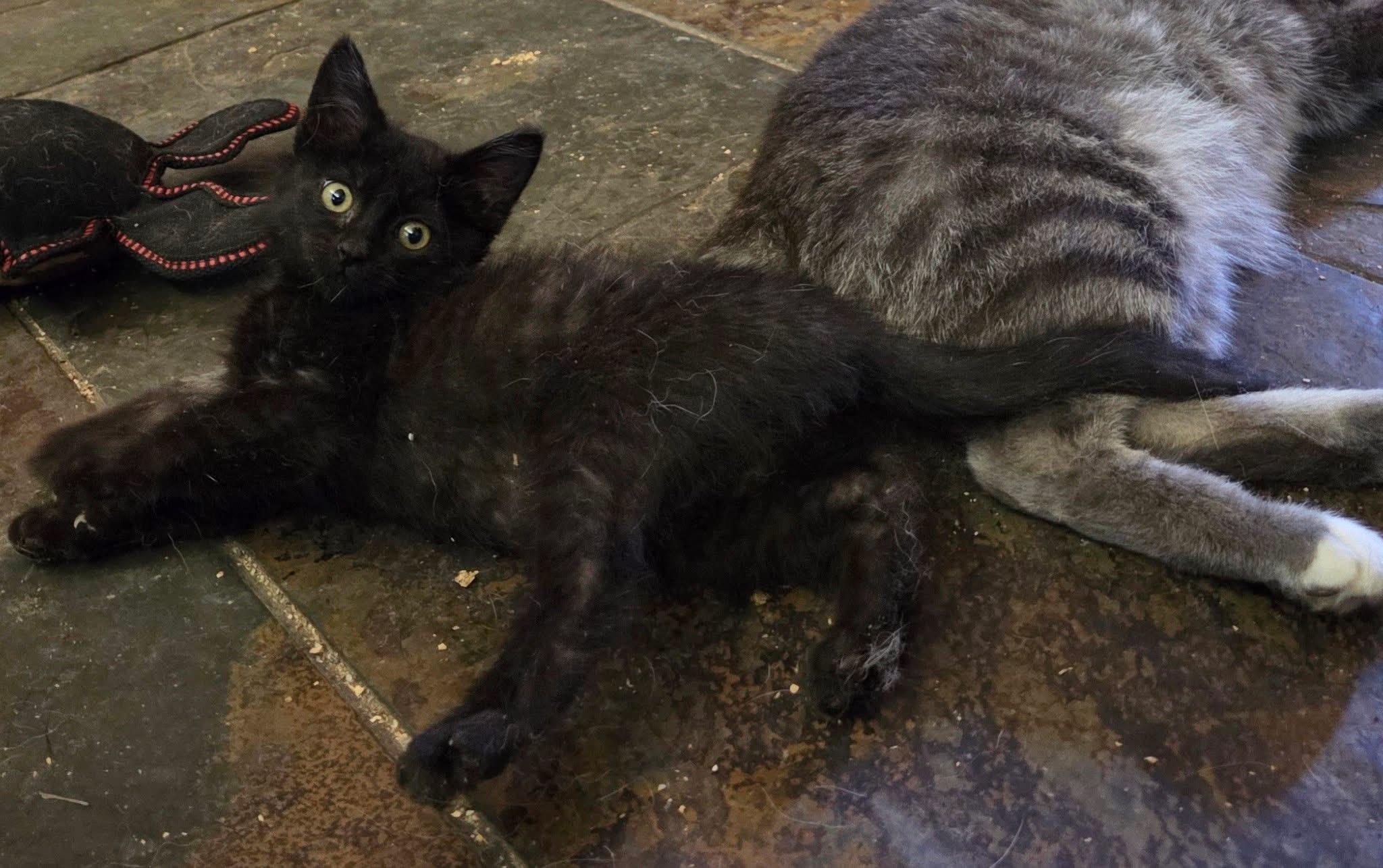 Merida, a ADOPTABLE Domestic Short Hair in Manhattan, KS image 4/6
