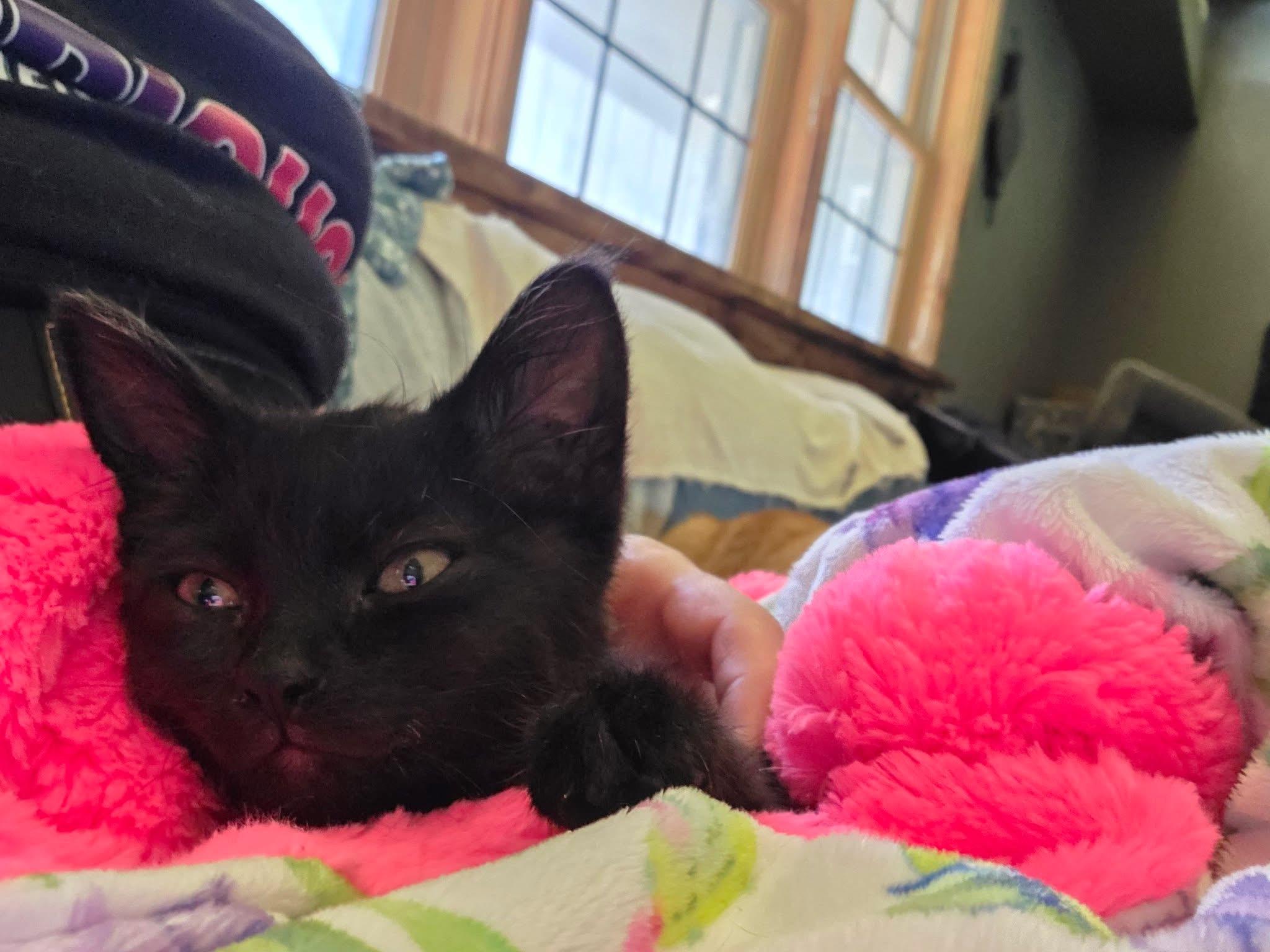 Merida, a ADOPTABLE Domestic Short Hair in Manhattan, KS image 3/6