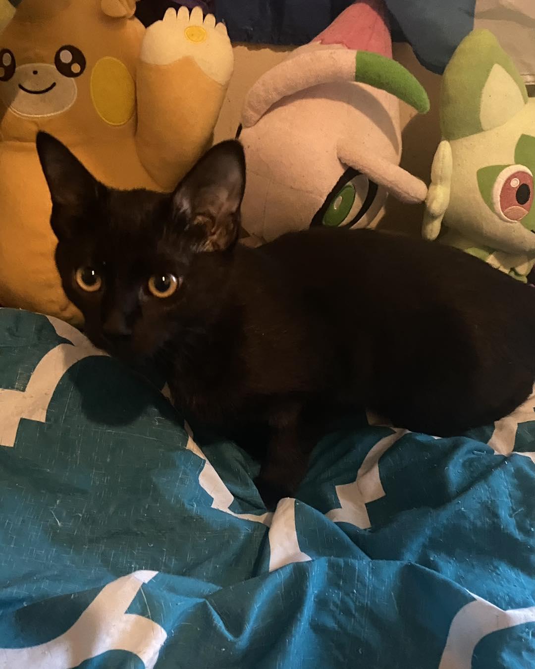 Papaya, Adoptable, Kitten Female Domestic Short Hair.