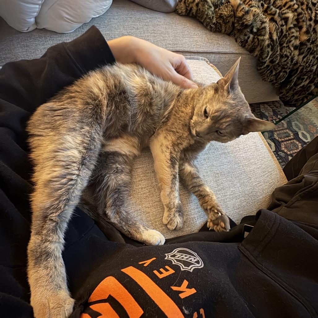 Lil Miss Sunshine, a Adoptable Domestic Short Hair in New York, NY image 2/6