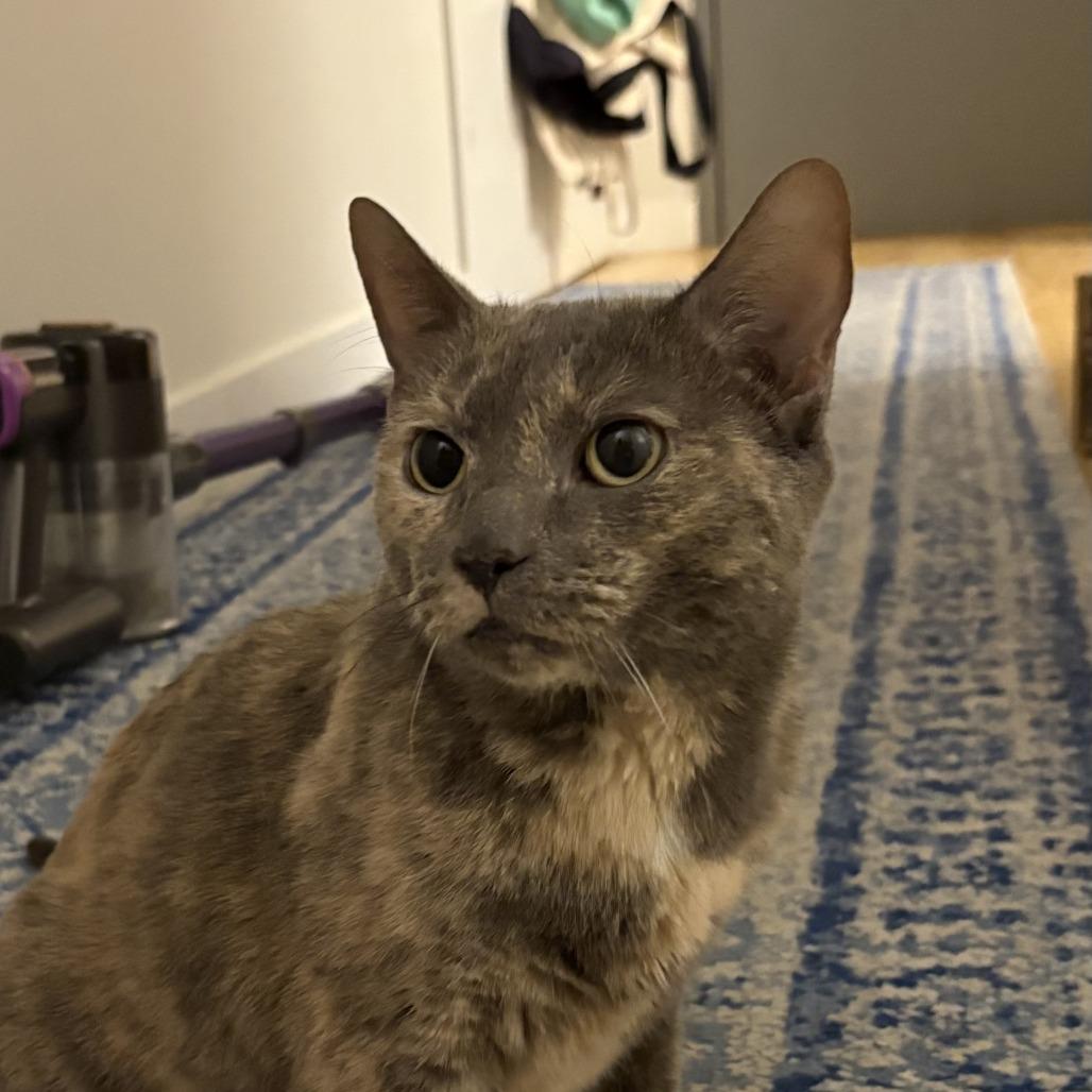 Lil Miss Sunshine, a Adoptable Domestic Short Hair in New York, NY image 3/6