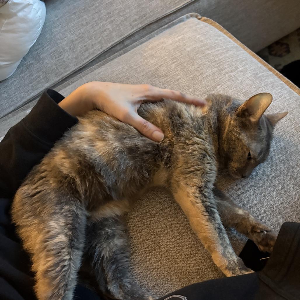 Lil Miss Sunshine, a Adoptable Domestic Short Hair in New York, NY image 4/6