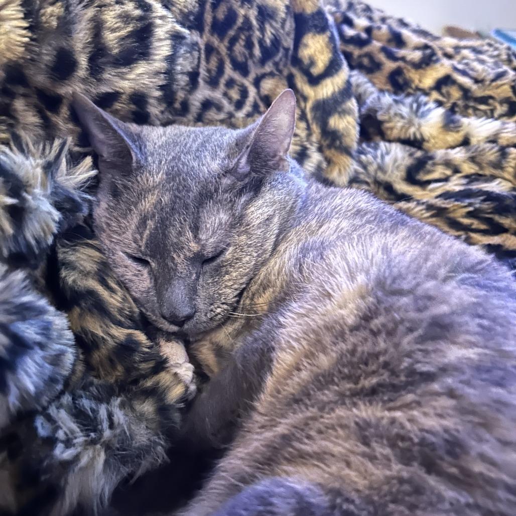 Lil Miss Sunshine, a Adoptable Domestic Short Hair in New York, NY image 5/6