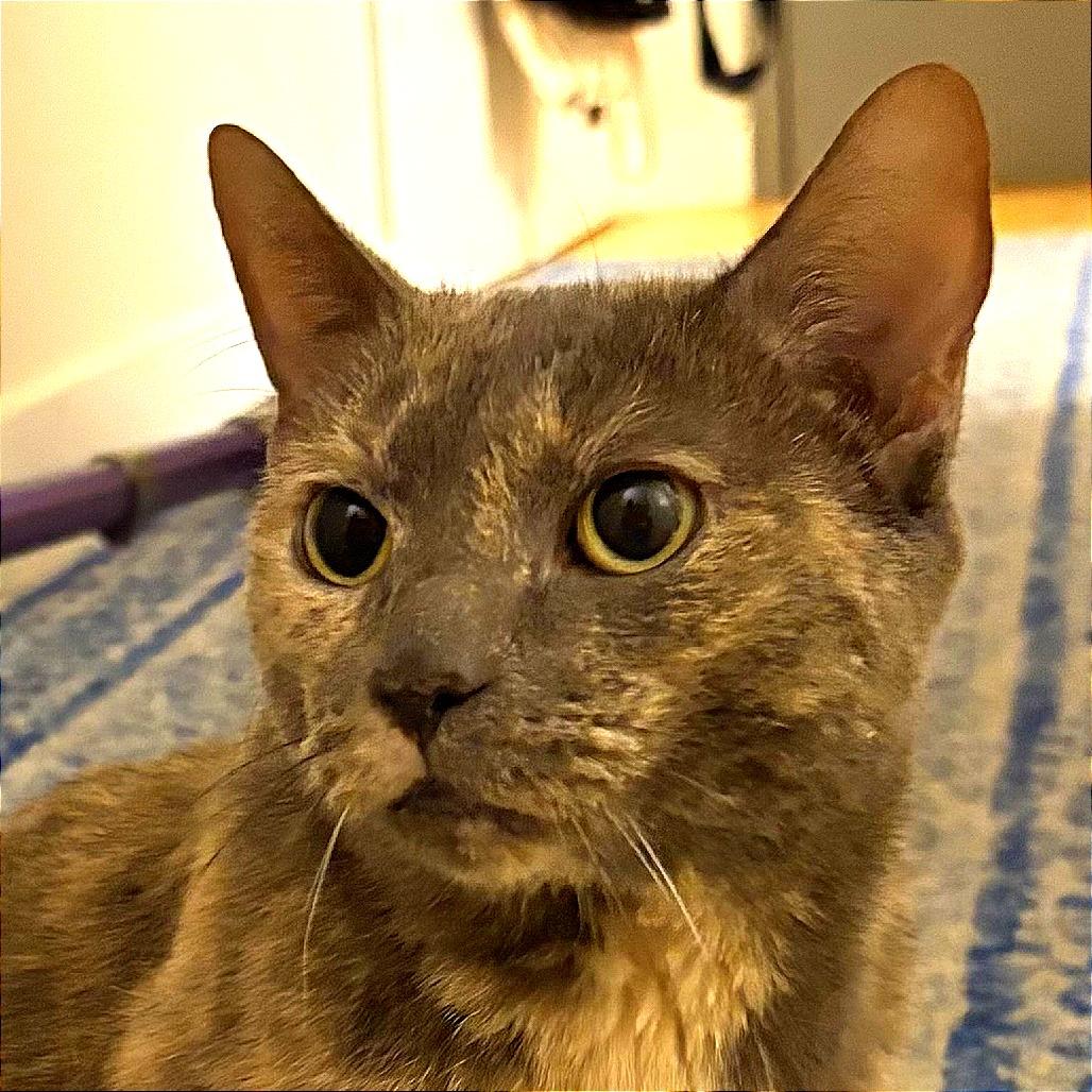 Lil Miss Sunshine, a Adoptable Domestic Short Hair in New York, NY image 6/6