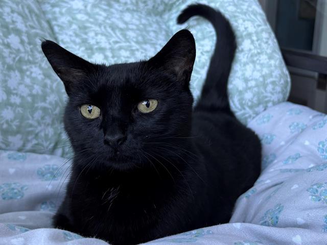 Enlarge SUNSHINE, a Adoptable Domestic Short Hair in Santa Clara, CA image 1/1
