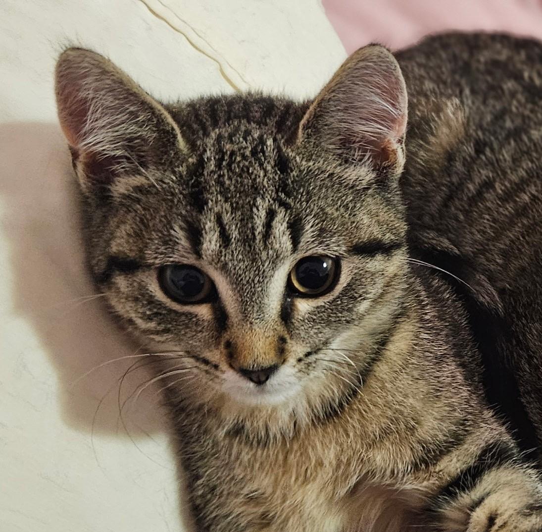 Norah, Baby Female Domestic Short Hair