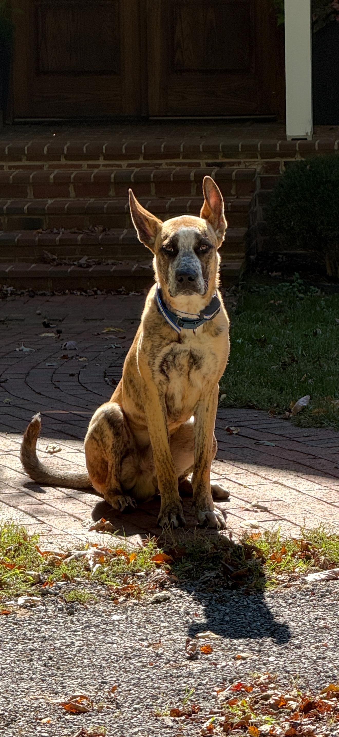Blue, ADOPTABLE, Young Male Dogo Argentino & Shepherd.