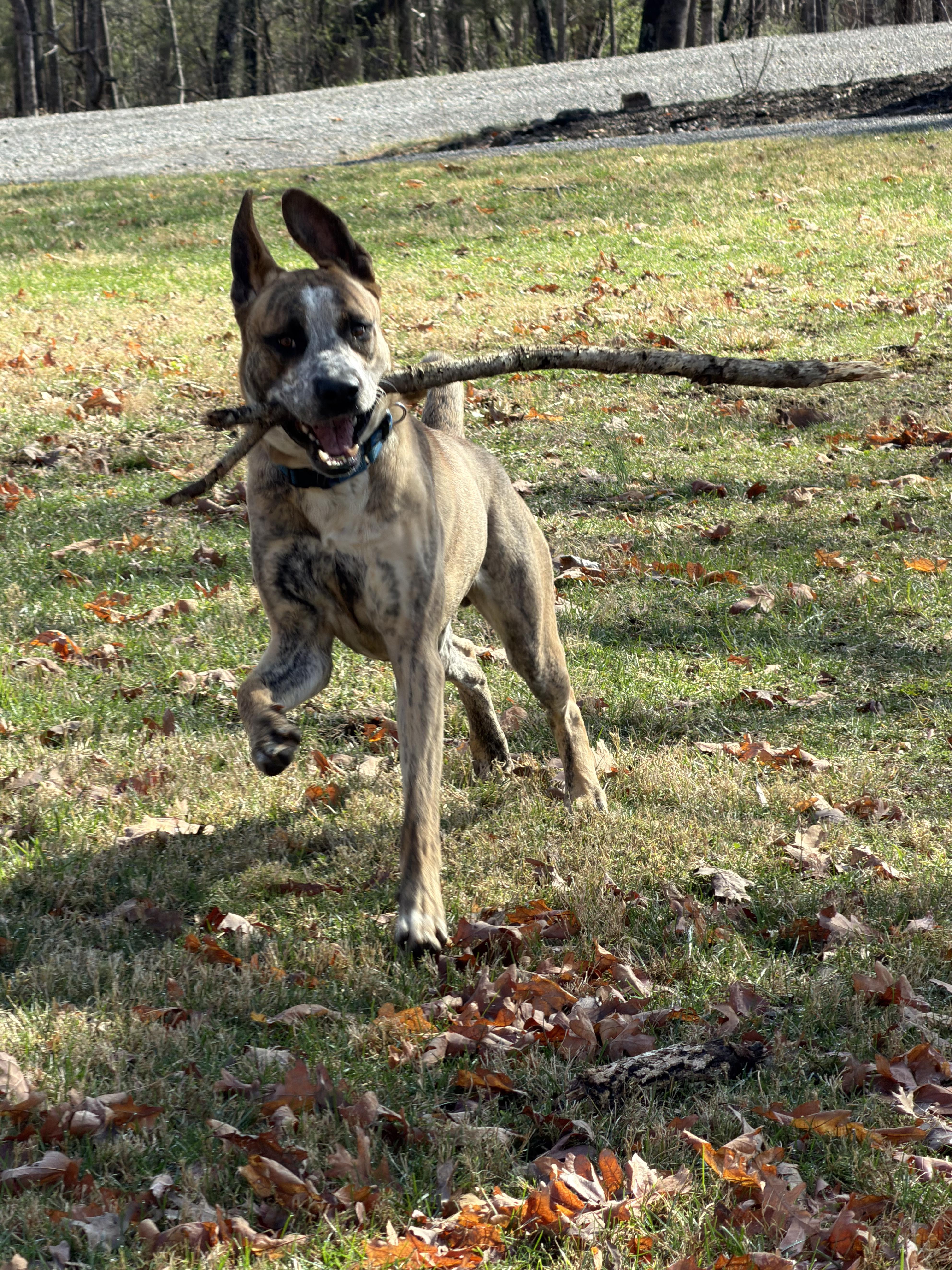 Enlarge Blue, a ADOPTABLE mixed breed in Fincastle, VA image 2/2