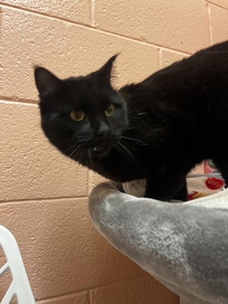 Orange, Adoptable, Adult Male Domestic Short Hair.