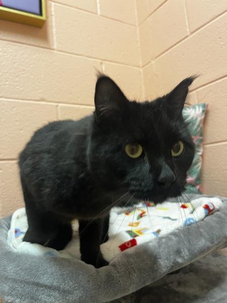 Enlarge Orange, a Adoptable mixed breed in Salt Lake City, UT image 2/4