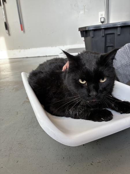 Enlarge Orange, a Adoptable mixed breed in Salt Lake City, UT image 3/4