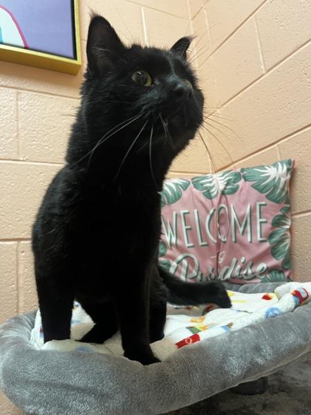 Enlarge Orange, a Adoptable mixed breed in Salt Lake City, UT image 4/4