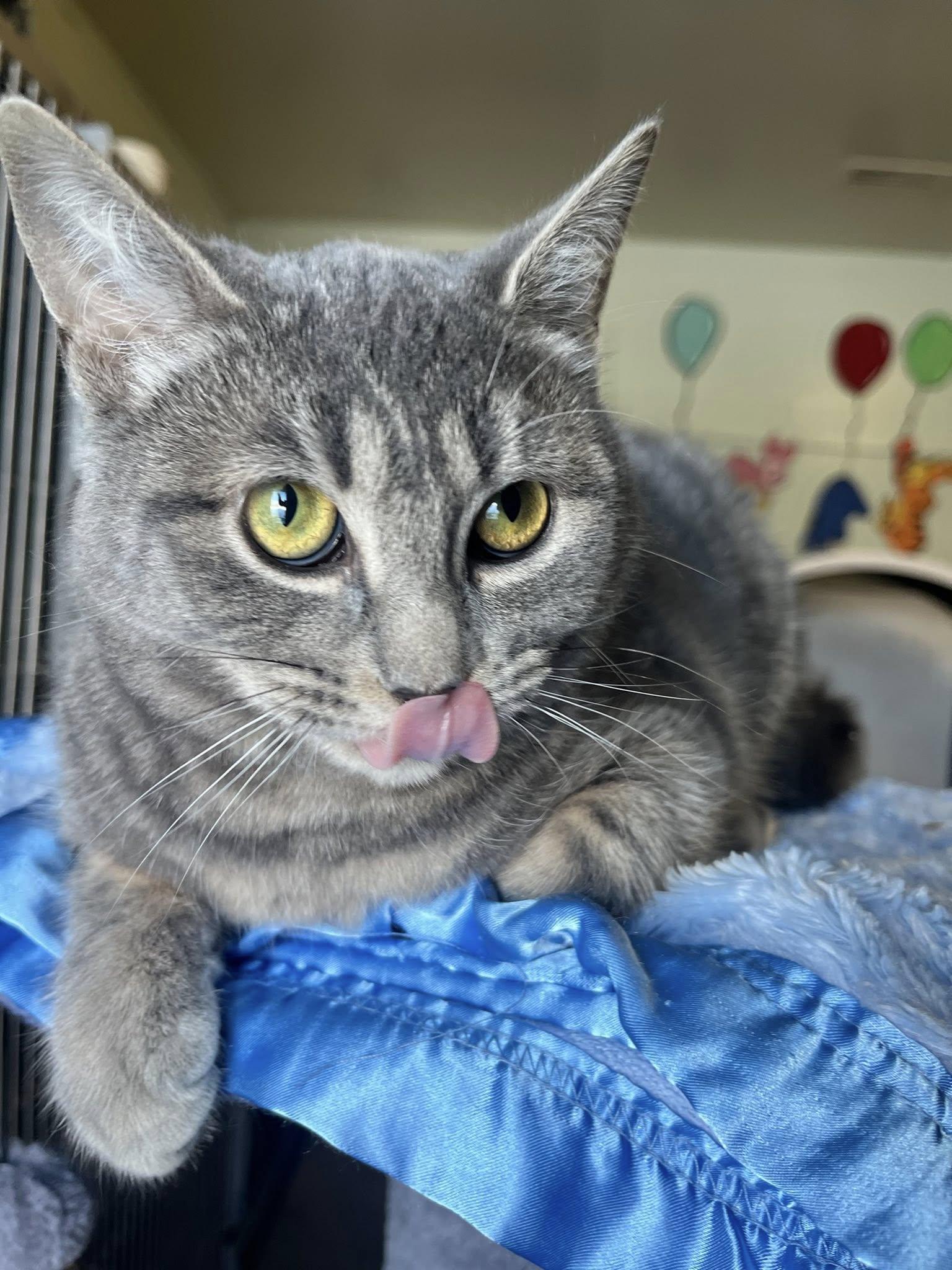 Enlarge October, a ADOPTABLE mixed breed in Port Perry, ON image 1/1