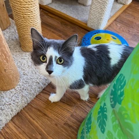 Angelina, ADOPTABLE, Adult Female Domestic Medium Hair.