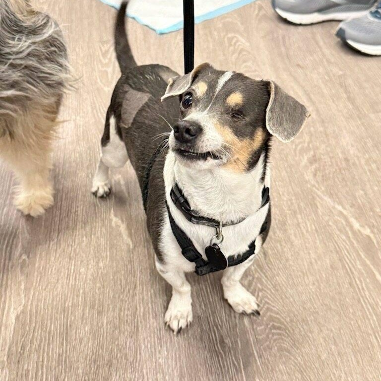 Angel - FOSTER TO ADOPT, a Adoptable mixed breed in Fowlerville, MI image 2/3