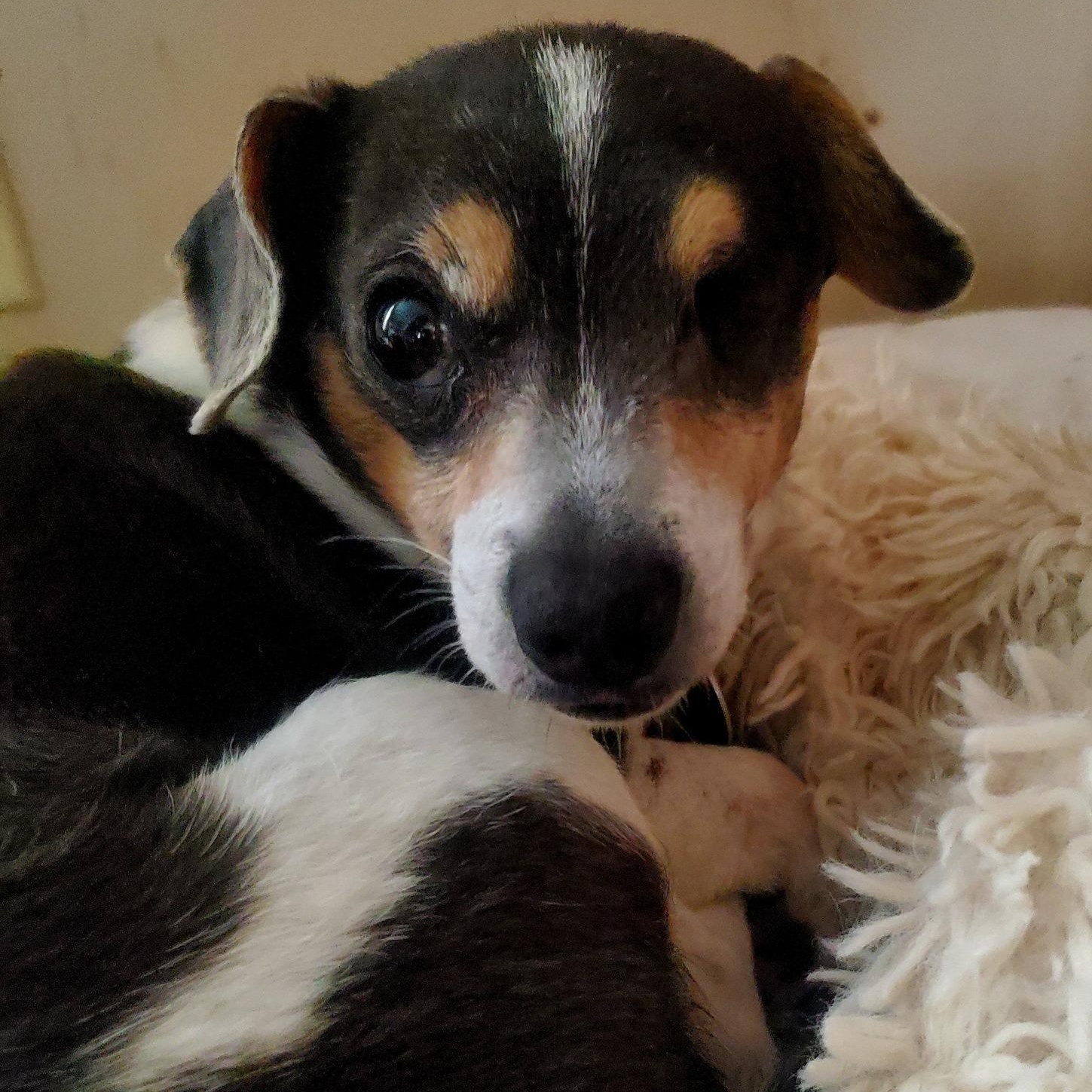Angel - FOSTER TO ADOPT, a Adoptable mixed breed in Fowlerville, MI image 3/3