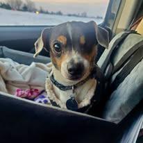 Angel - FOSTER TO ADOPT, a Adoptable mixed breed in Fowlerville, MI image 1/3